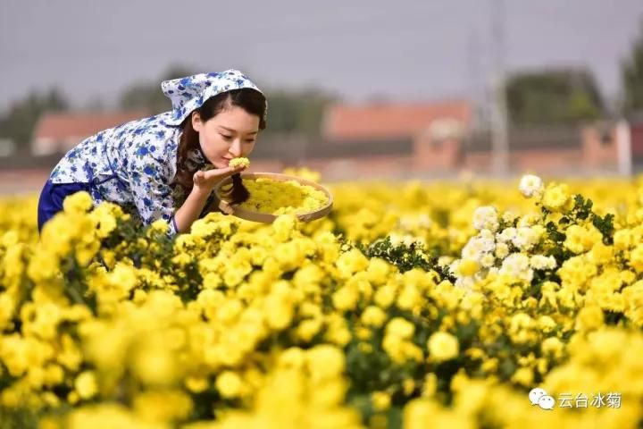 云臺冰菊基地發(fā)生了什么？一批批領(lǐng)導(dǎo)專家團(tuán)隊前來！