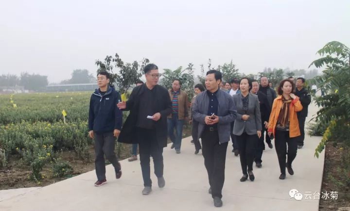 云臺冰菊基地發(fā)生了什么？一批批領(lǐng)導(dǎo)專家團(tuán)隊(duì)前來！
