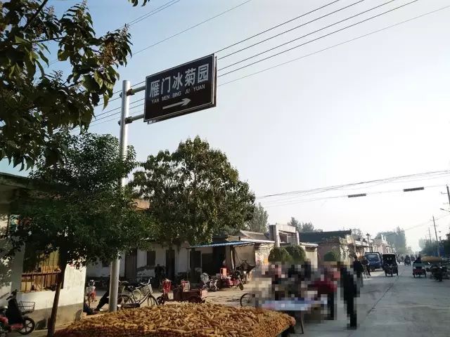 如何找到云臺冰菊？怎樣找到云臺冰菊？